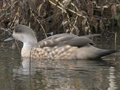 Crested Duck